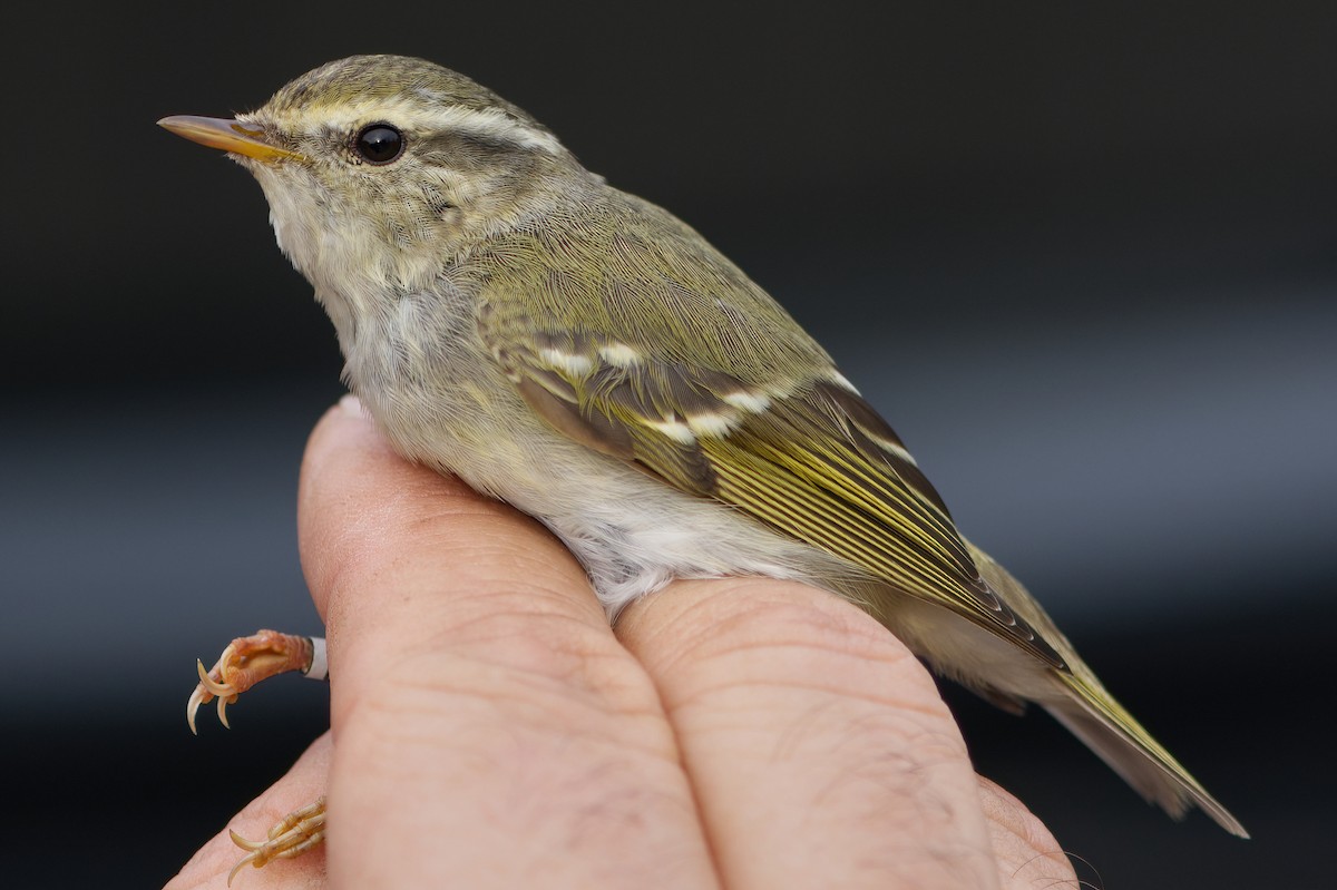 Yellow-browed Warbler - ML616205656