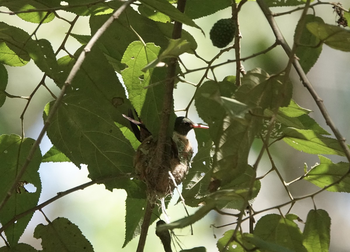 Rufous-tailed Hummingbird (Rufous-tailed) - ML616205662