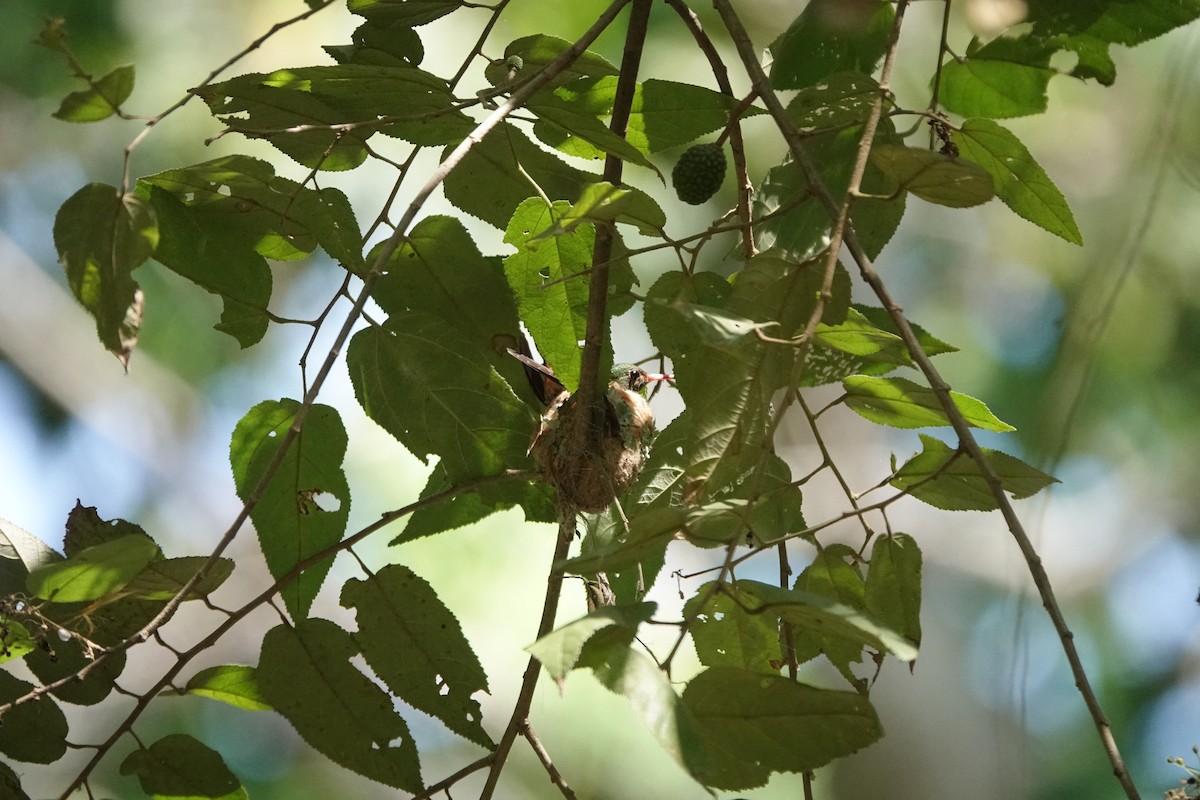 Rufous-tailed Hummingbird (Rufous-tailed) - ML616205667