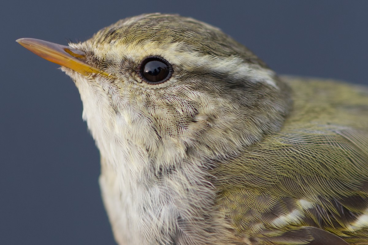 Yellow-browed Warbler - ML616205668