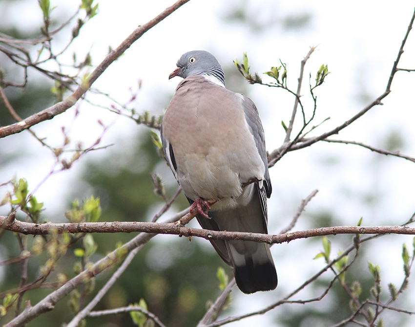 Common Wood-Pigeon - ML616205691