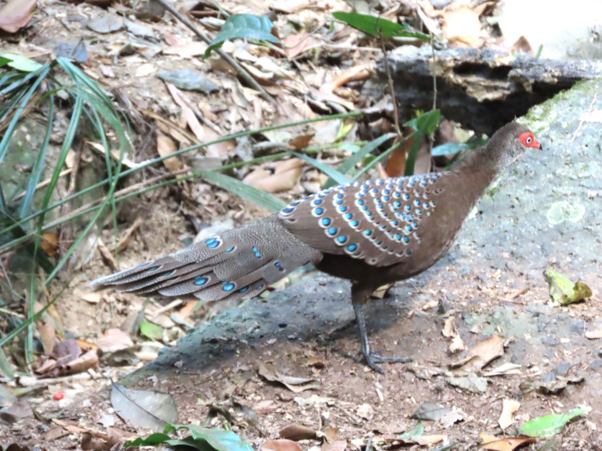 Hainan Peacock-Pheasant - ML616205756