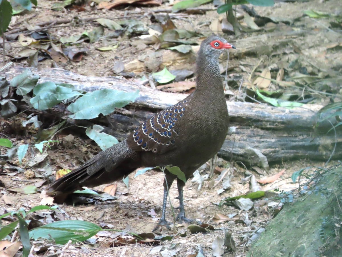 Hainan Peacock-Pheasant - ML616205768