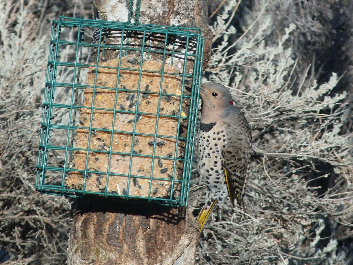 Northern Flicker (Yellow-shafted x Red-shafted) - ML616205773
