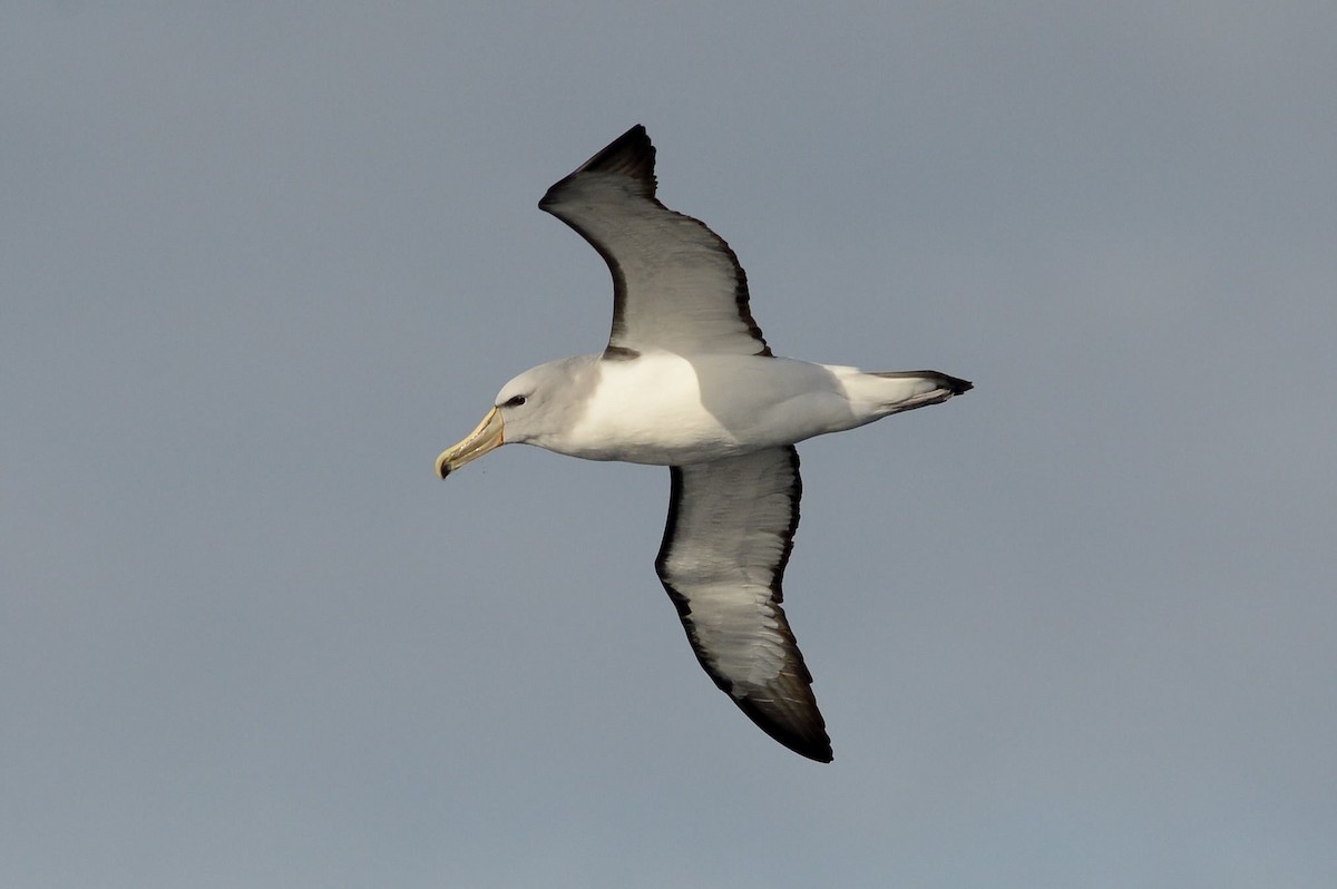 Salvin's Albatross - ML61620591