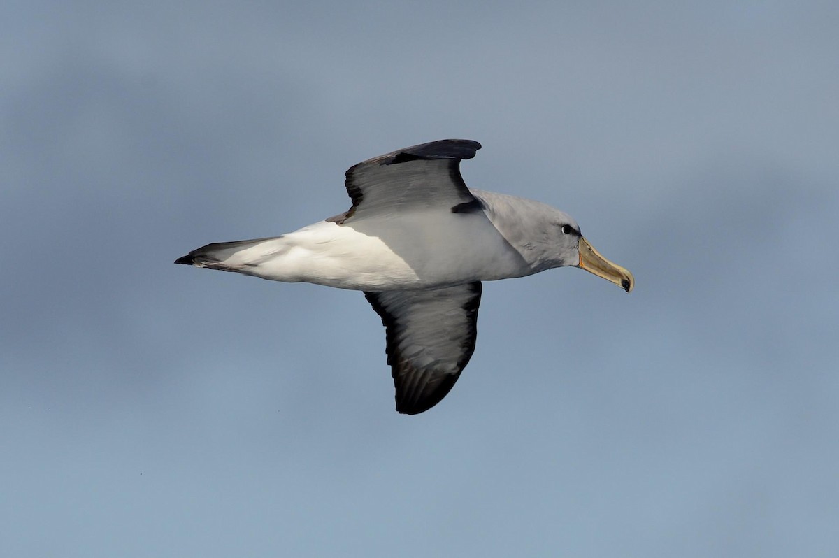 Salvin's Albatross - Angus Hartshorn