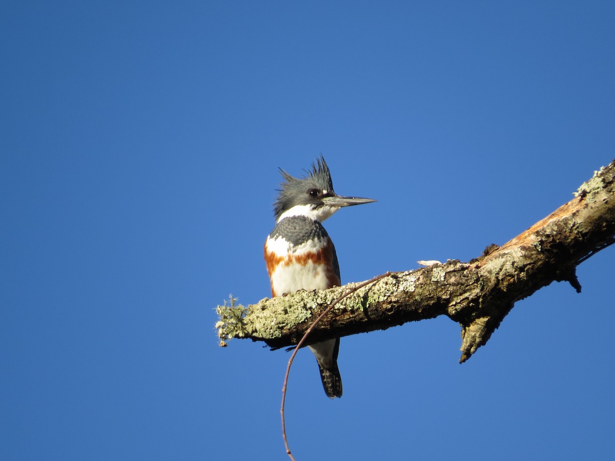 Belted Kingfisher - carolyn mcallaster