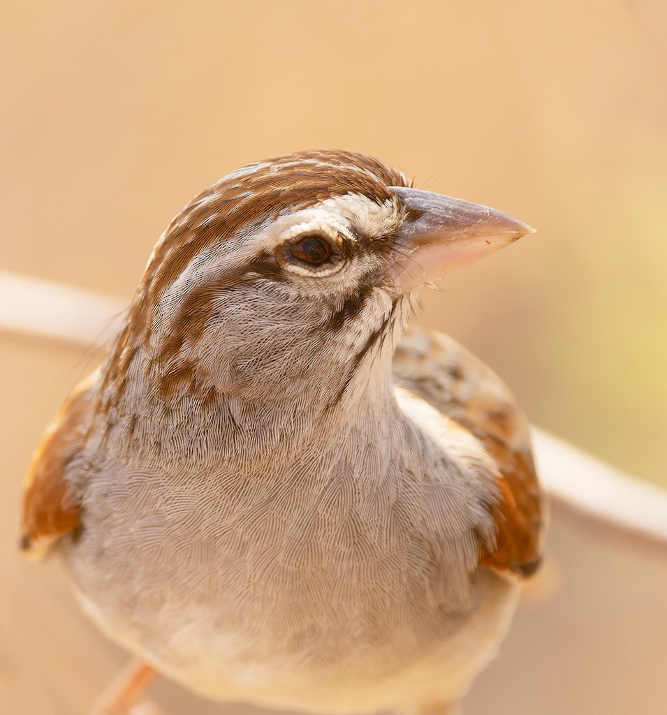 Cinnamon-tailed Sparrow - ML616206226