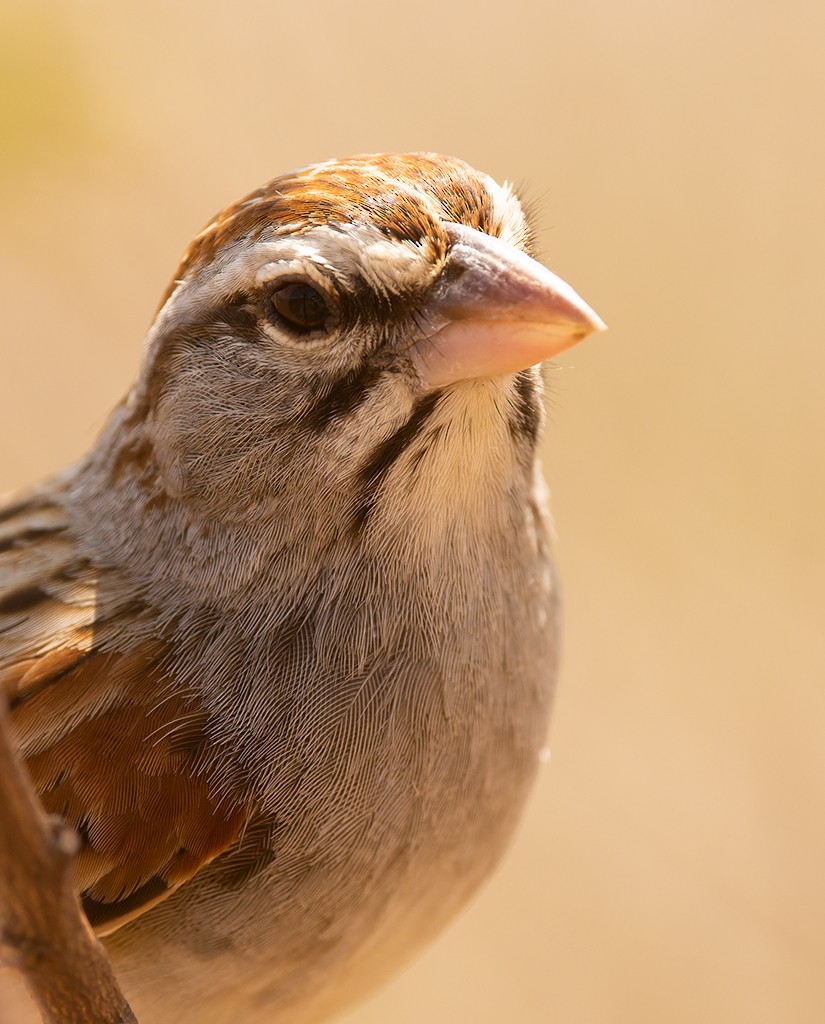 Cinnamon-tailed Sparrow - ML616206227