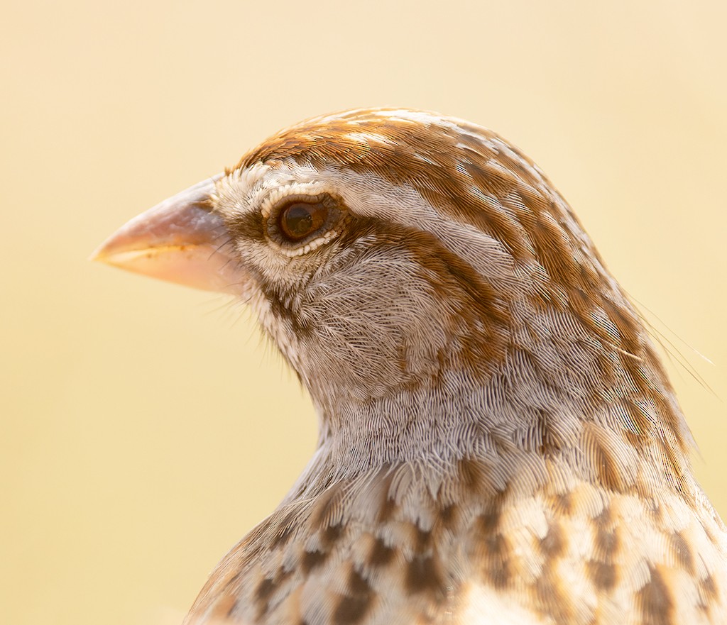 Cinnamon-tailed Sparrow - ML616206228