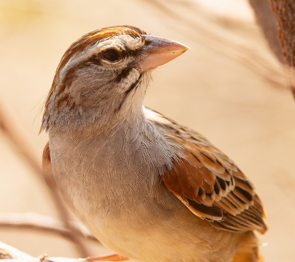 Cinnamon-tailed Sparrow - ML616206230