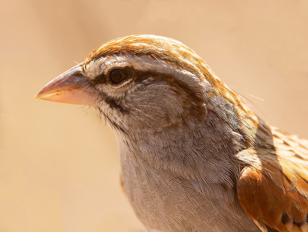 Cinnamon-tailed Sparrow - ML616206232