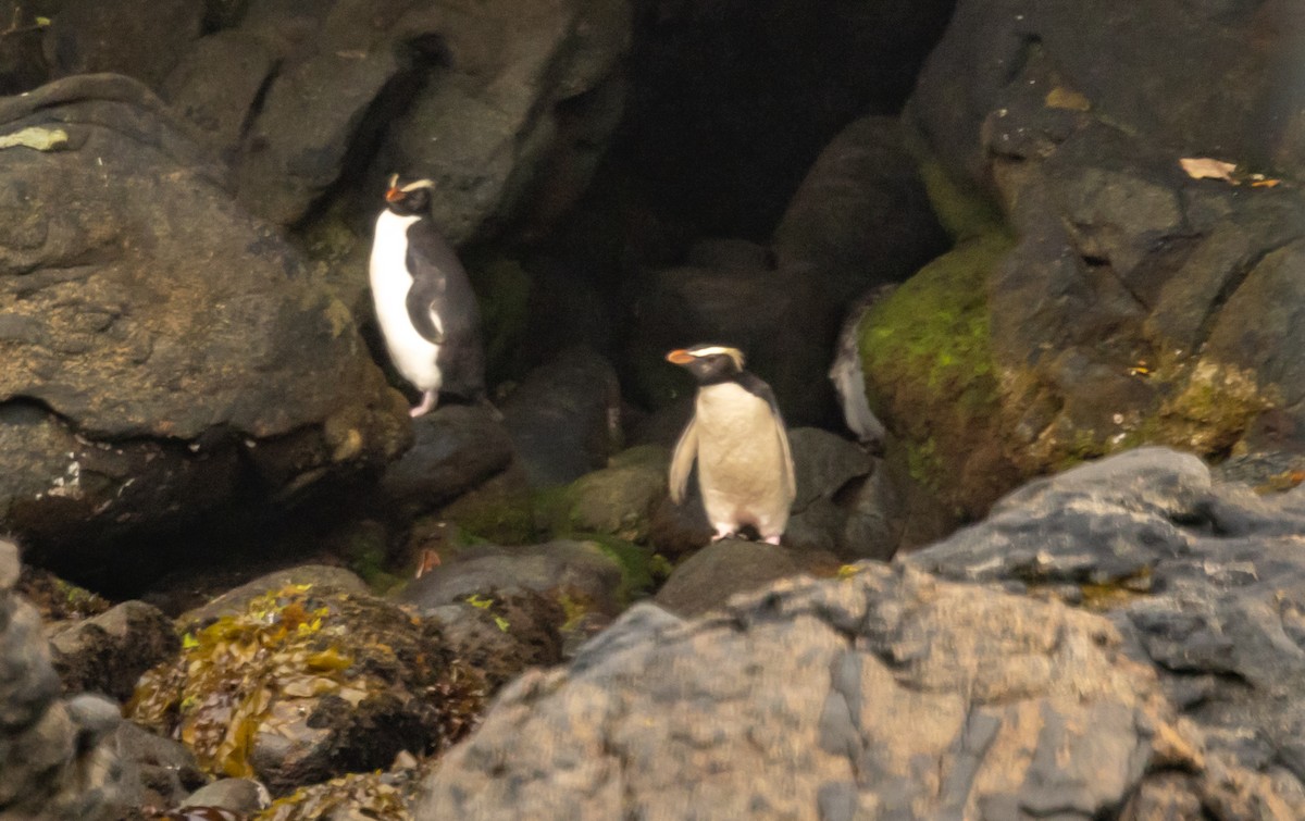 Fiordland Penguin - Greg Schrader