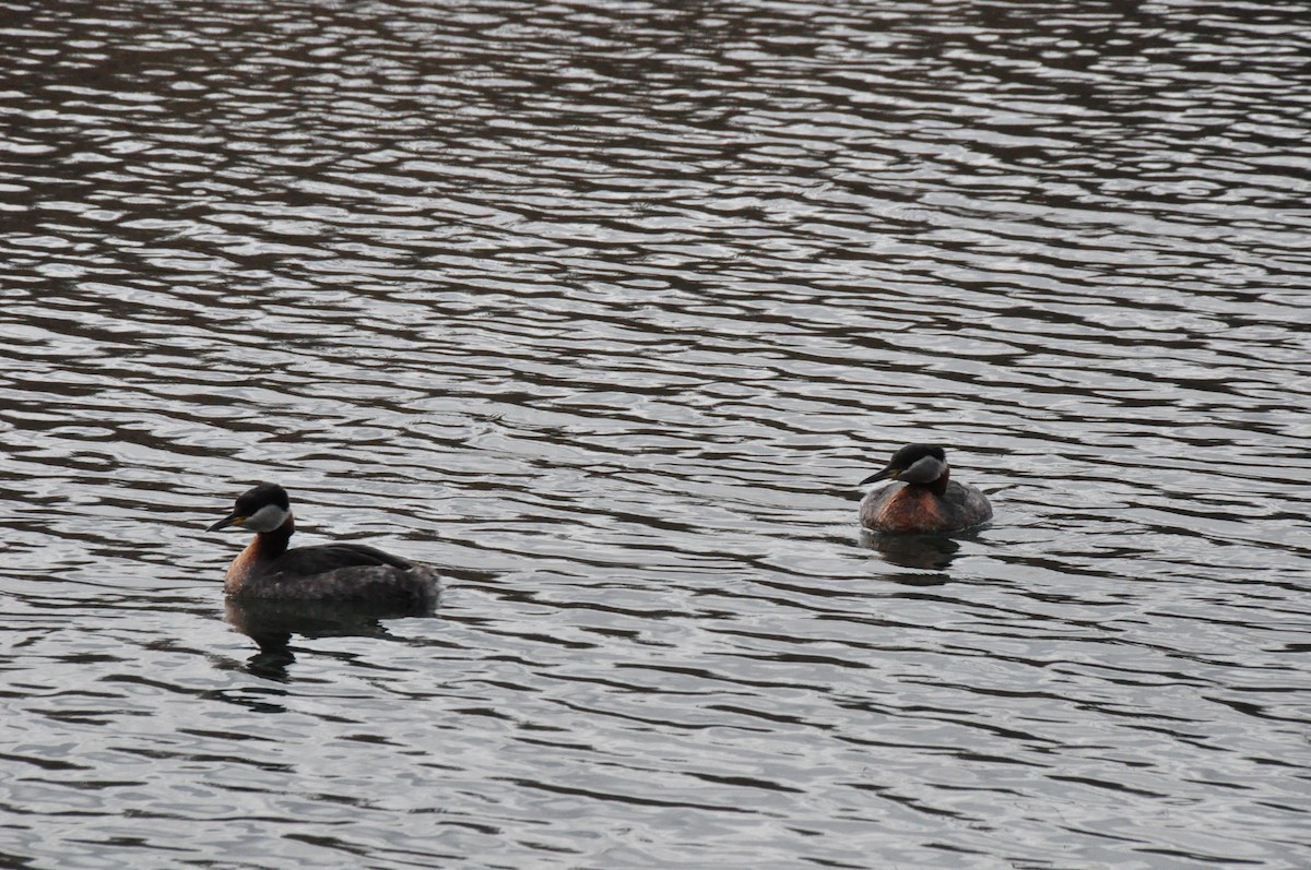 Red-necked Grebe - ML616206372
