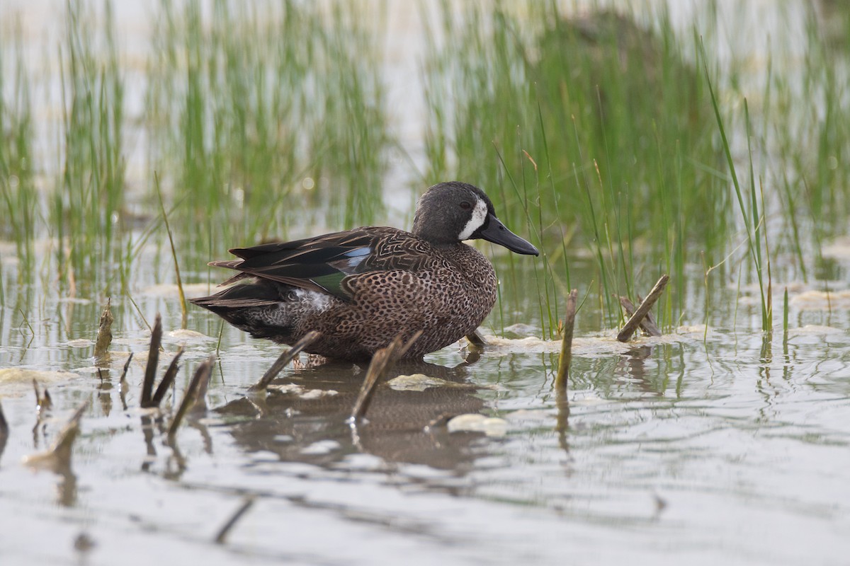 Blue-winged Teal - ML616206391