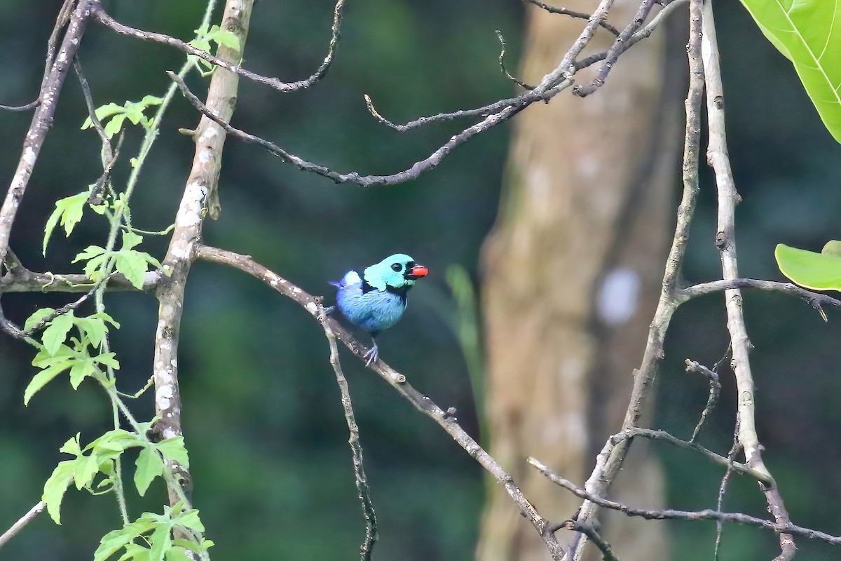 Seven-colored Tanager - ML616206401