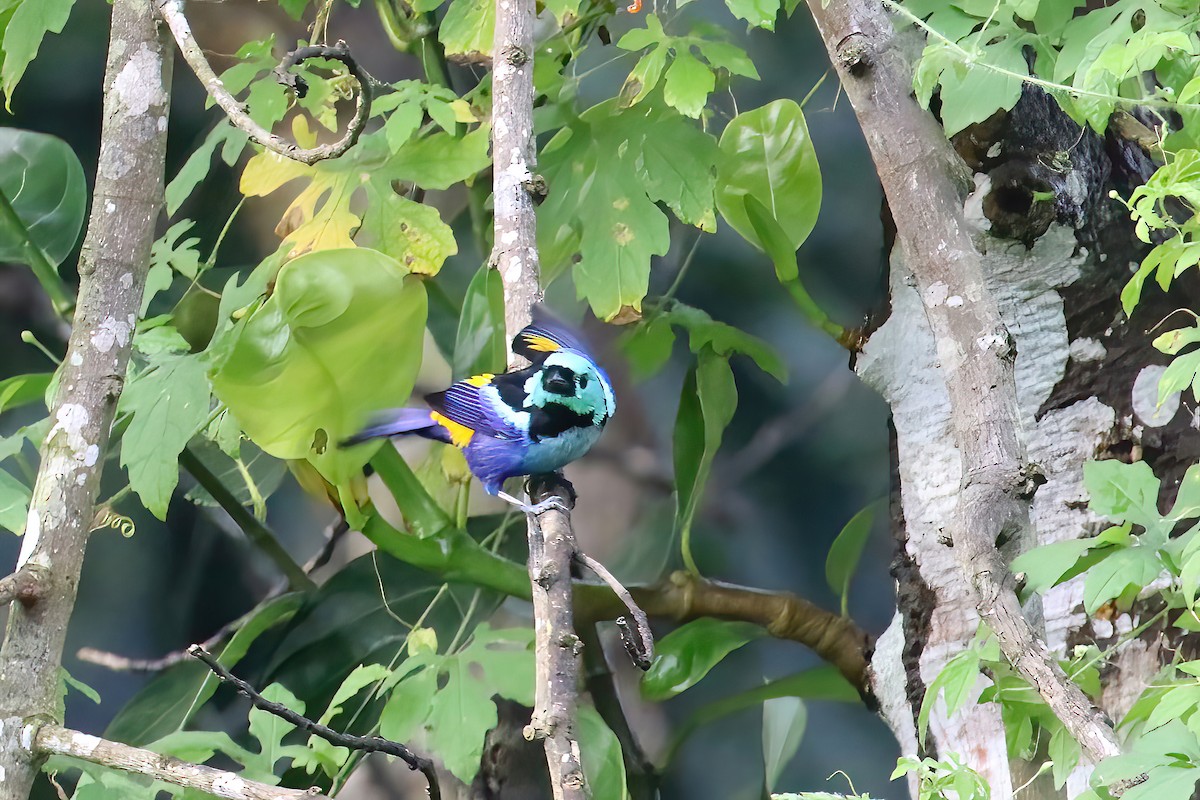 Seven-colored Tanager - ML616206402