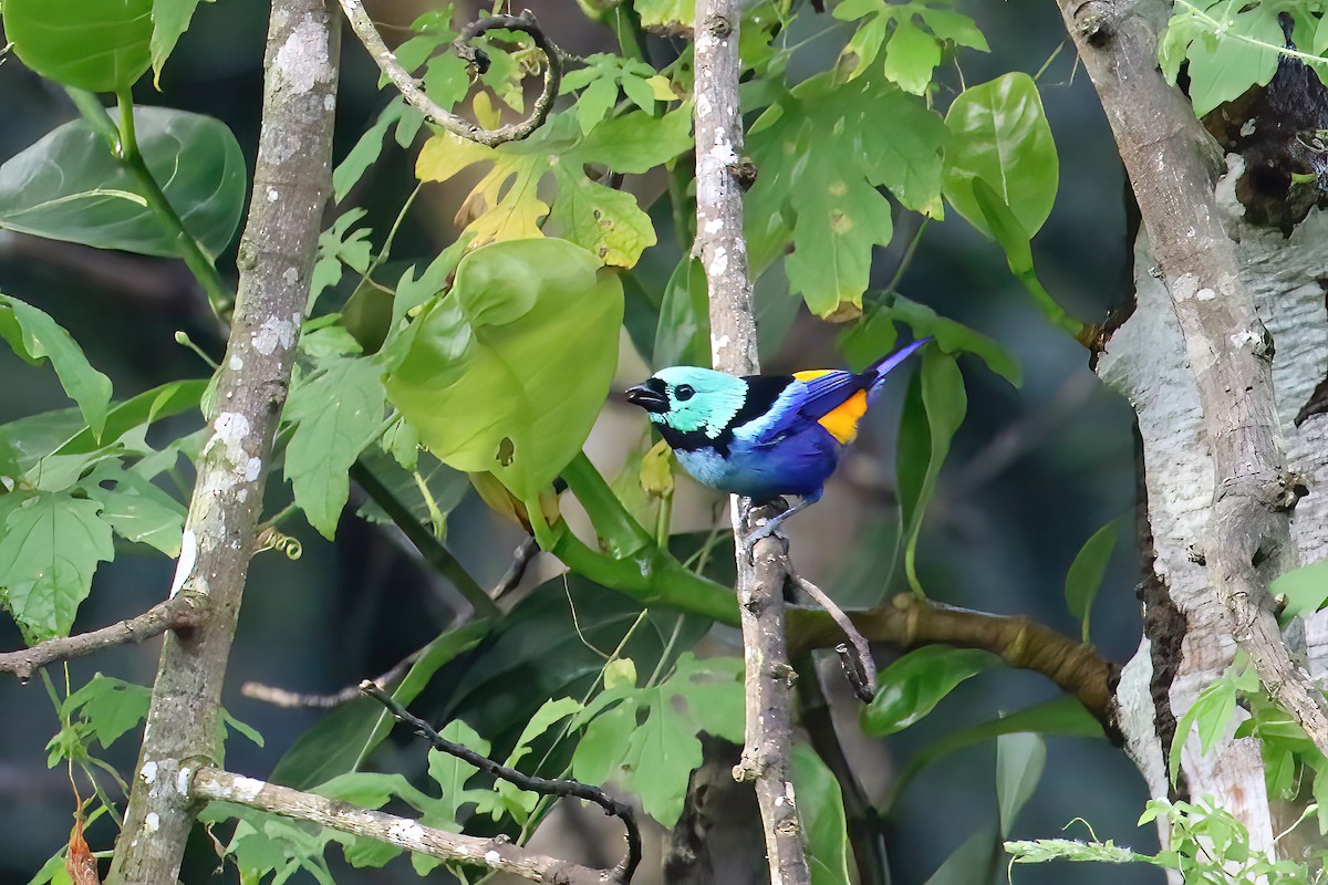 Seven-colored Tanager - ML616206403