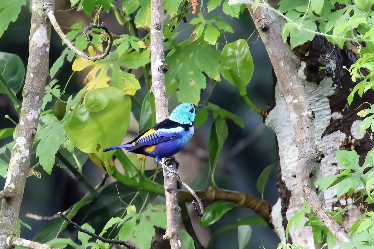 Seven-colored Tanager - ML616206404