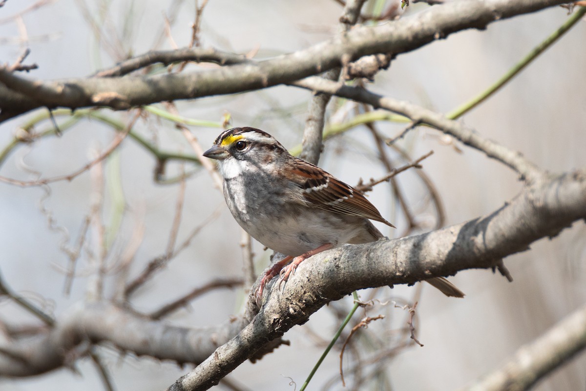 White-throated Sparrow - ML616206482