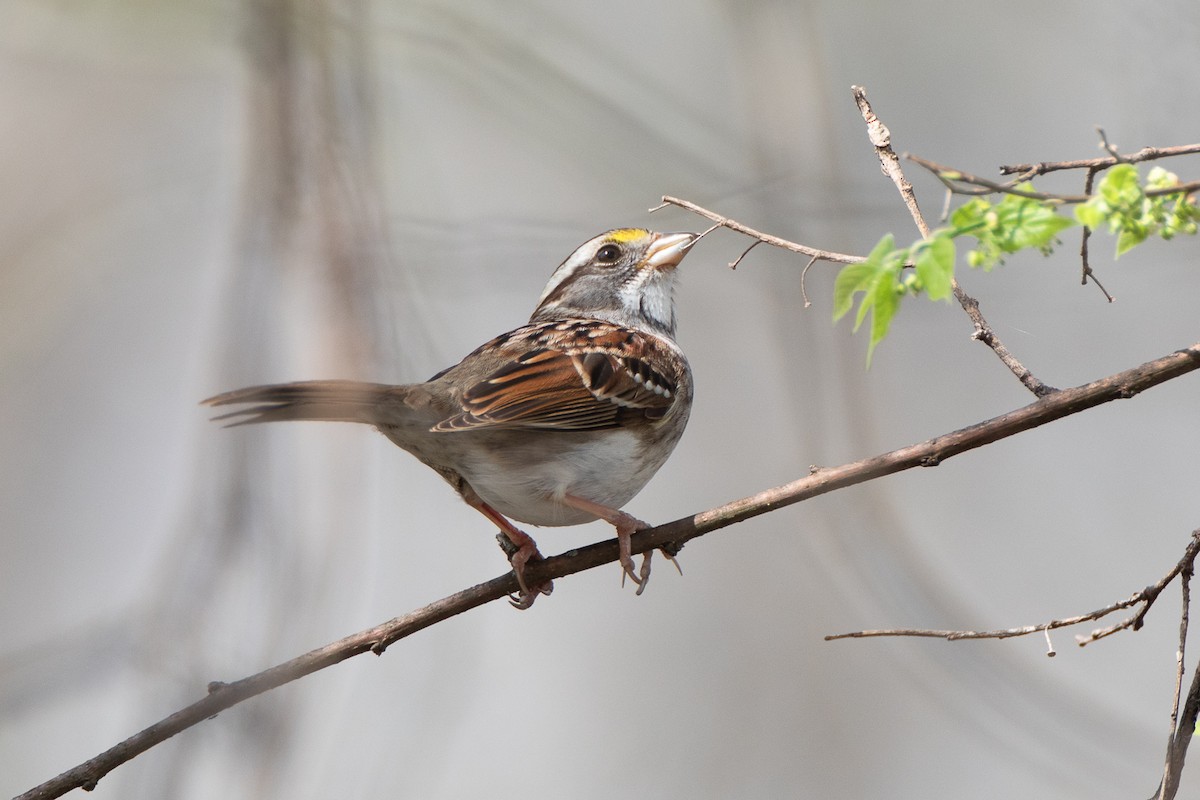 White-throated Sparrow - ML616206484