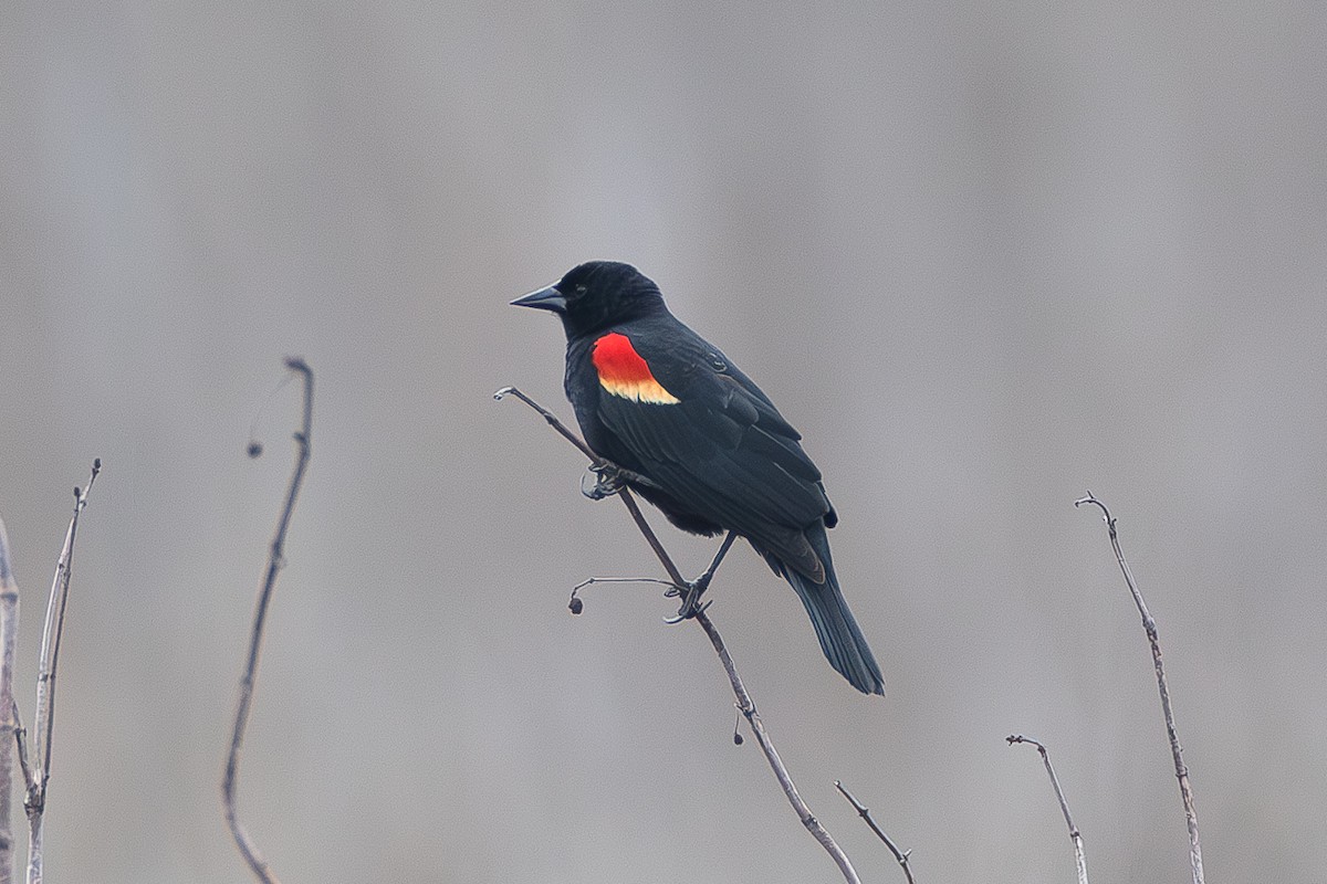 Red-winged Blackbird - ML616206538