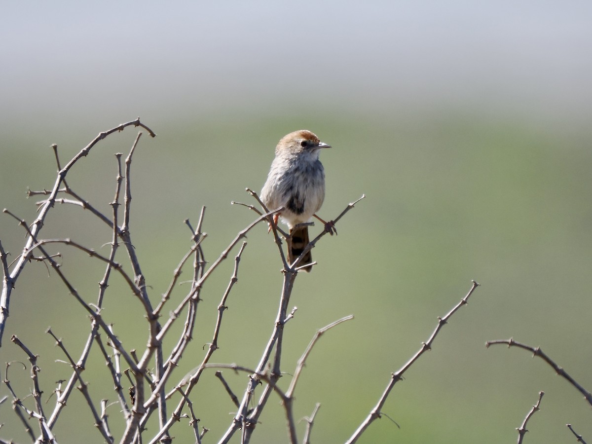 Red-headed Cisticola (Red-headed) - ML616206556