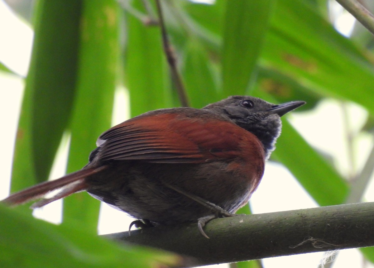 Rufous-breasted Spinetail - ML616206588