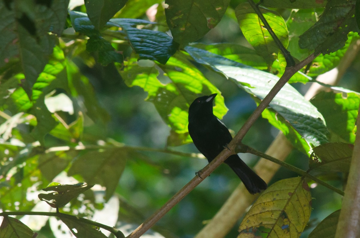 White-shouldered Tanager - ML616206627