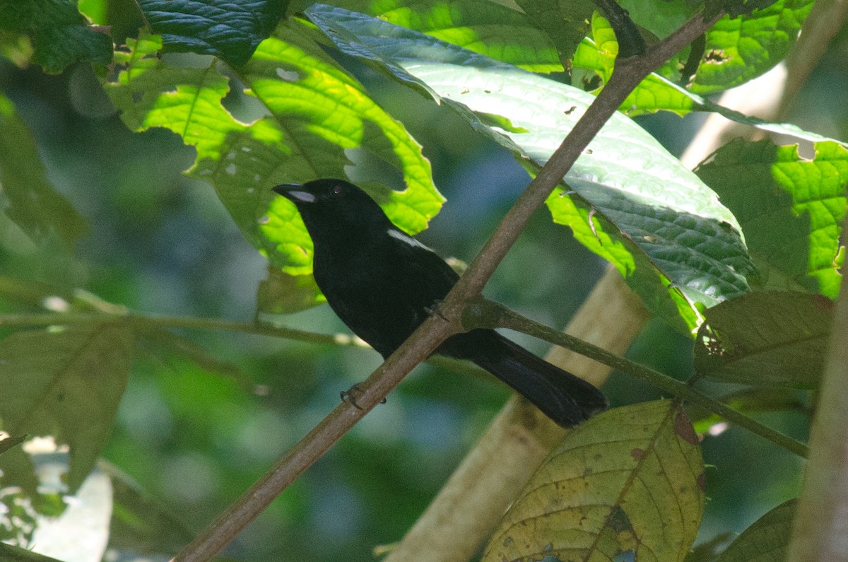 White-shouldered Tanager - ML616206633