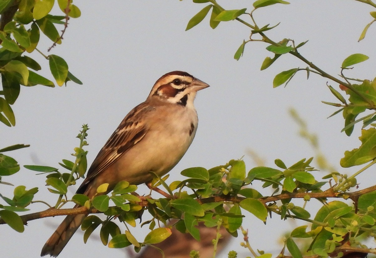Lark Sparrow - Carlos Mancera (Tuxtla Birding Club)