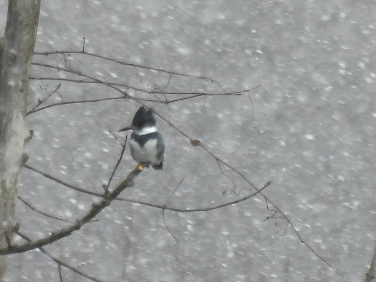 Belted Kingfisher - ML616206839