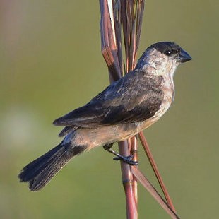 Pearly-bellied Seedeater - ML616206913