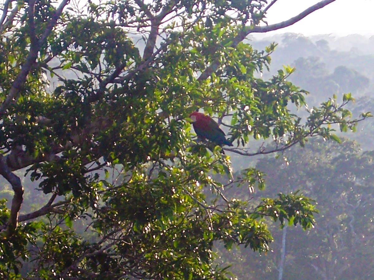 Red-and-green Macaw - ML616206979