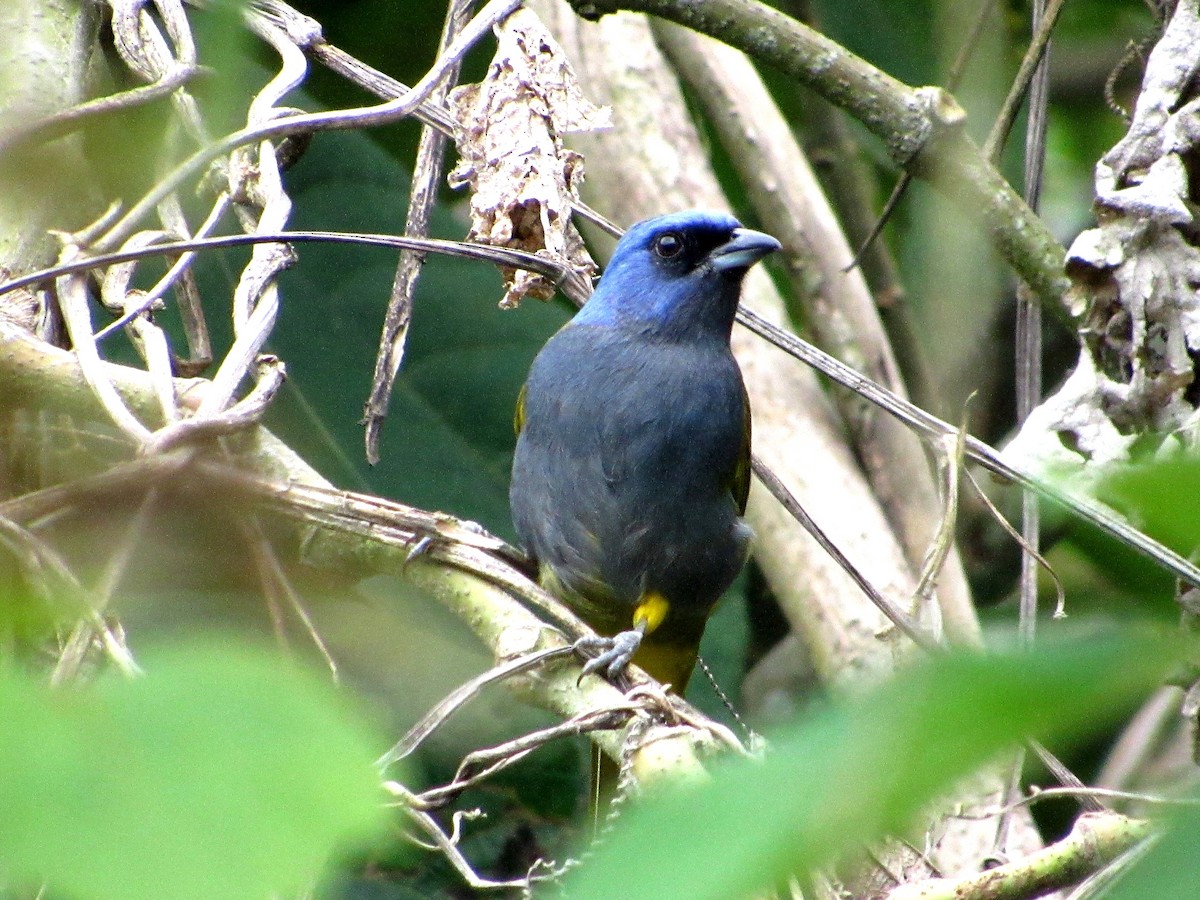 Blue-capped Tanager - ML616207015