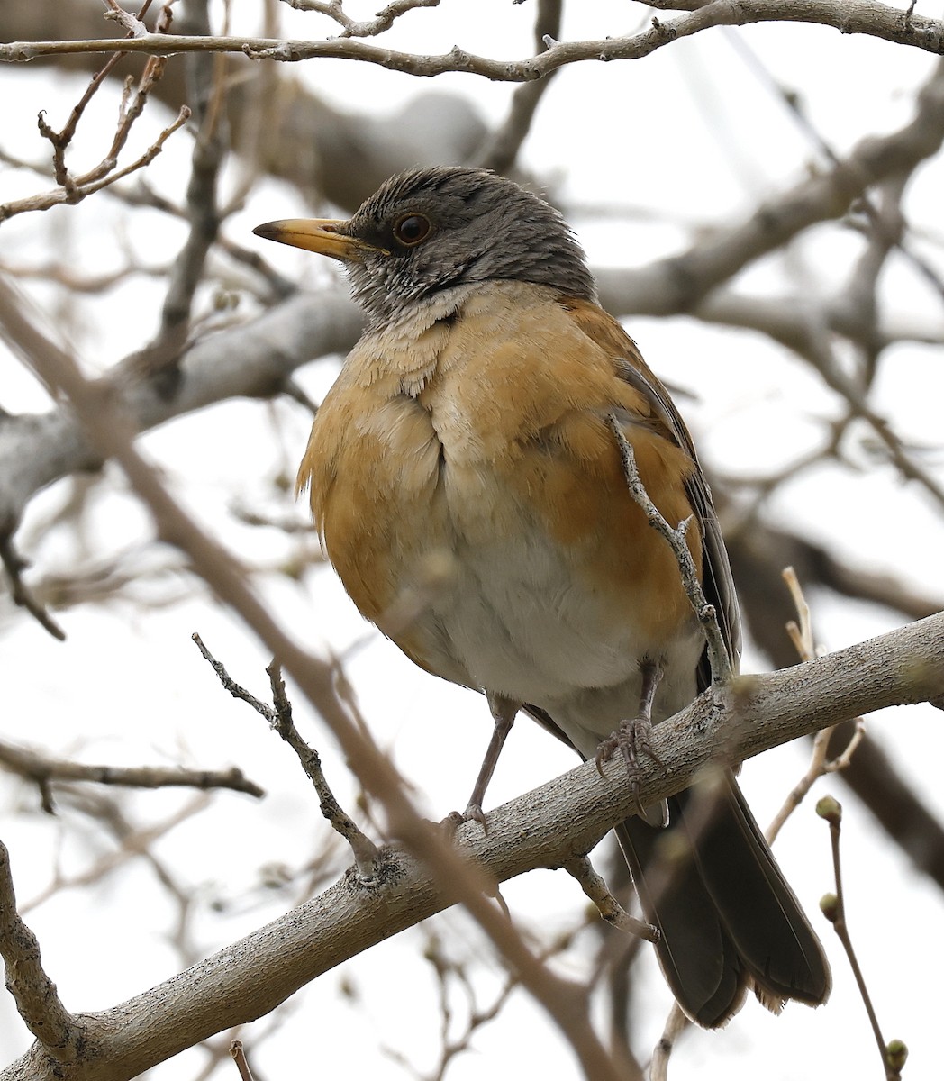 Rufous-backed Robin - Hal and Kirsten Snyder