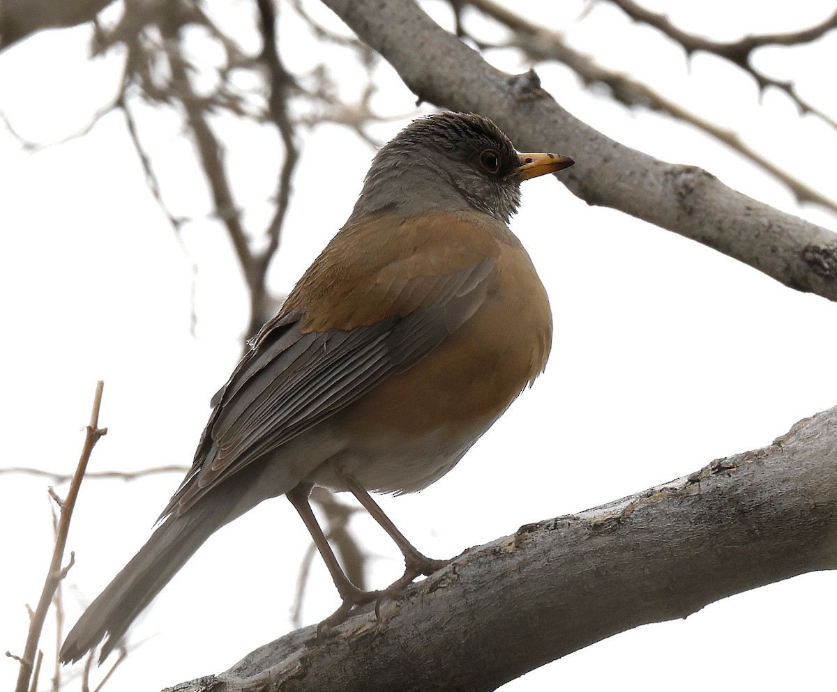 Rufous-backed Robin - Hal and Kirsten Snyder