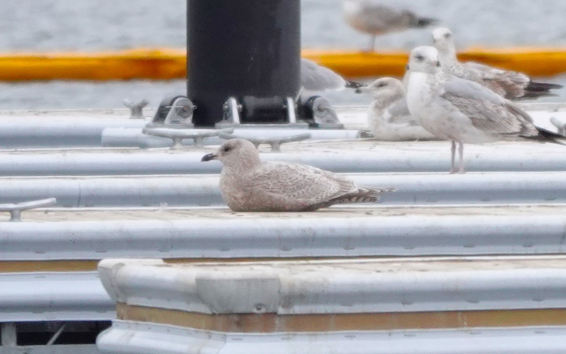 Iceland Gull - Jerry McWilliams
