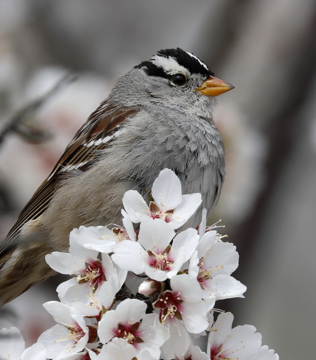 White-crowned Sparrow - ML616207278