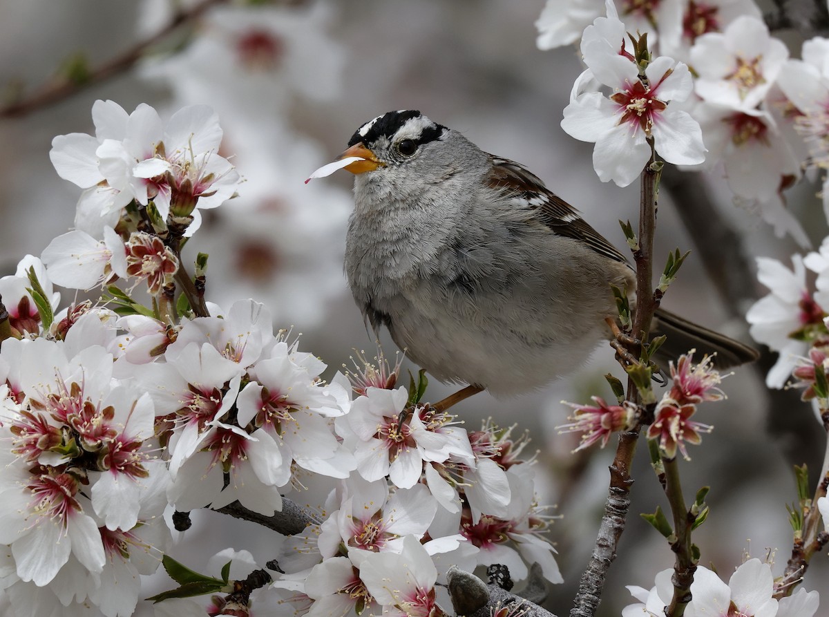 White-crowned Sparrow - Hal and Kirsten Snyder