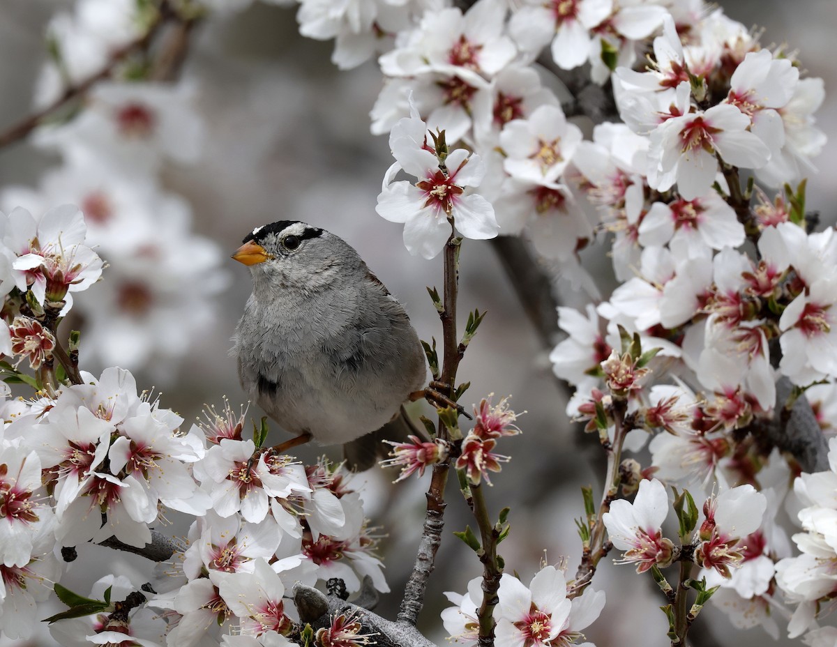White-crowned Sparrow - ML616207281