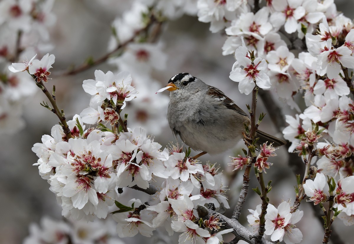 White-crowned Sparrow - ML616207282