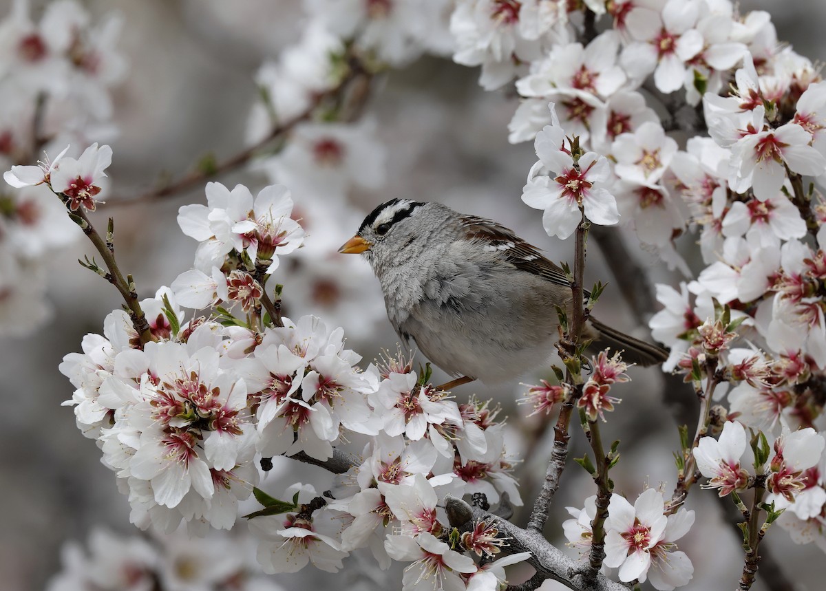 White-crowned Sparrow - ML616207283