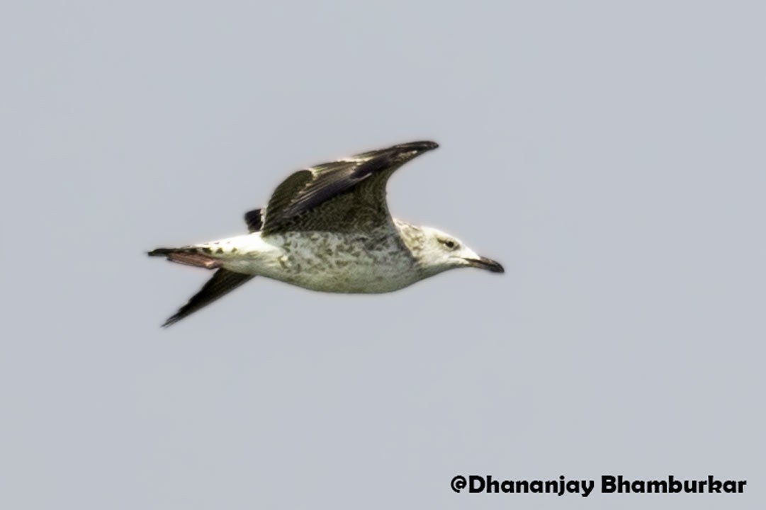 Lesser Black-backed Gull - Dhananjay Bhamburkar