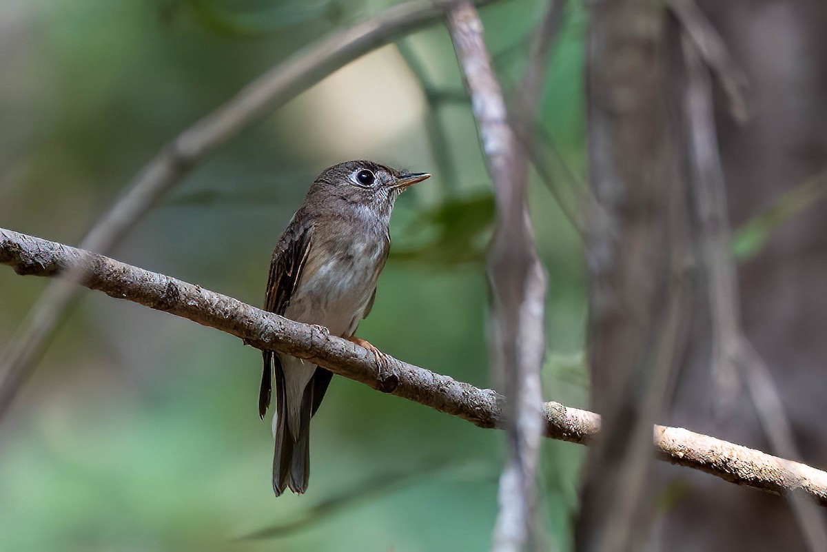 Brown-breasted Flycatcher - Gustino Lanese