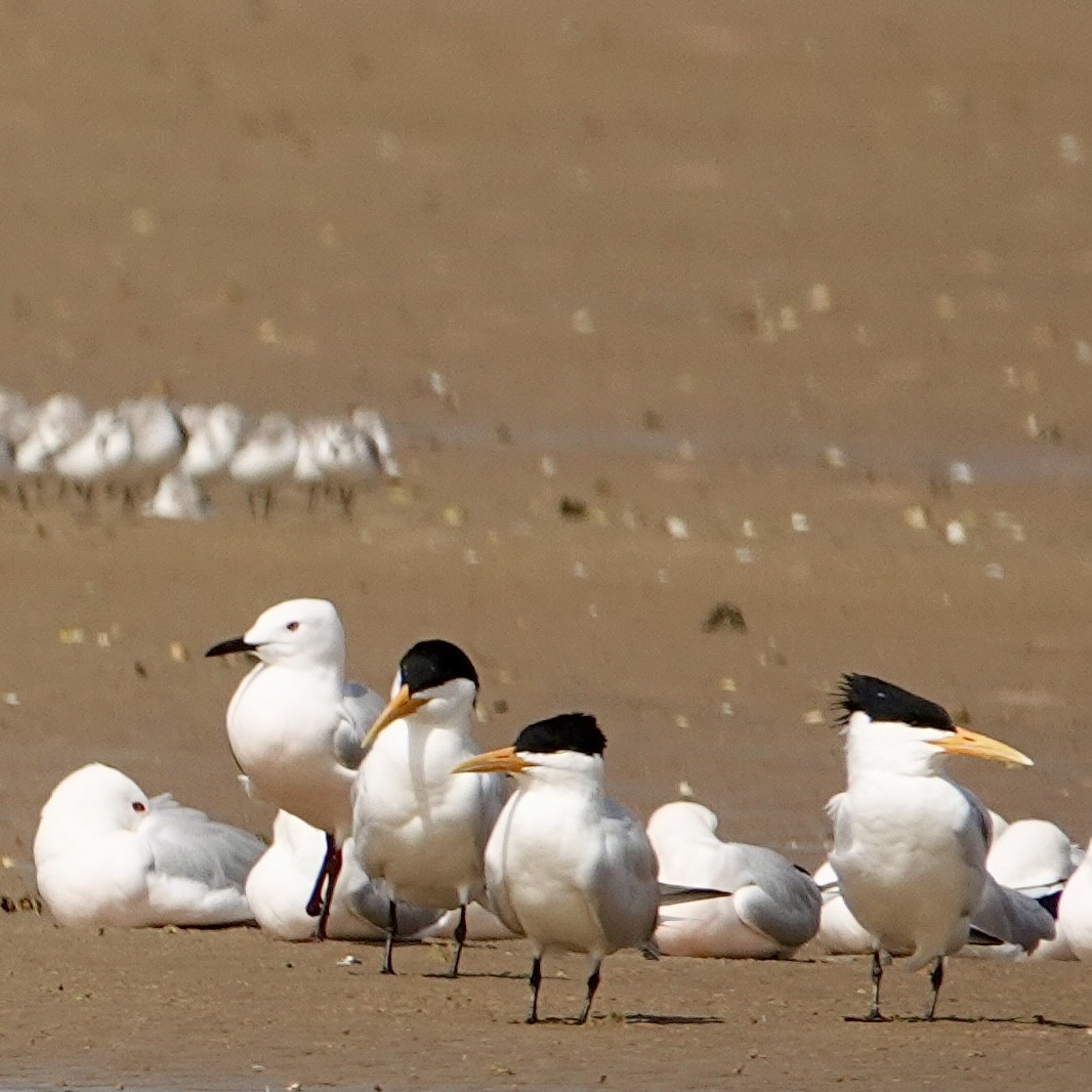 West African Crested Tern - ML616207488
