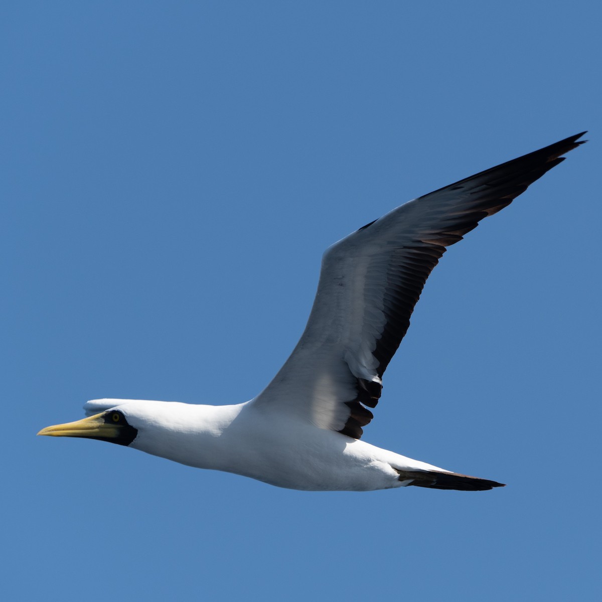 Masked Booby - ML616207523
