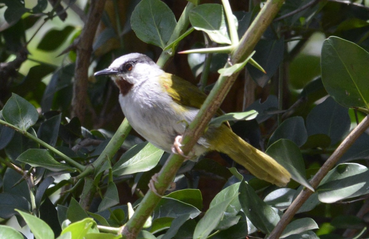 Gray-capped Warbler - ML616207669