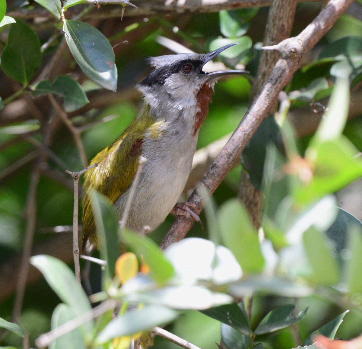 Gray-capped Warbler - ML616207671