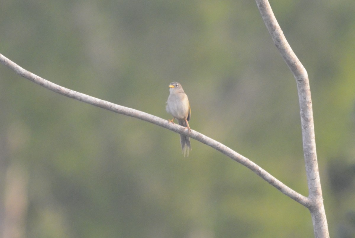 Wedge-tailed Grass-Finch - ML616207728
